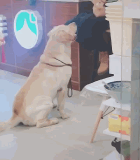 千万别在狗狗面前说它胖.