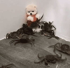 看博美的表情,就知道它们的内心有多害怕,对心脏不好的博美来说,随时